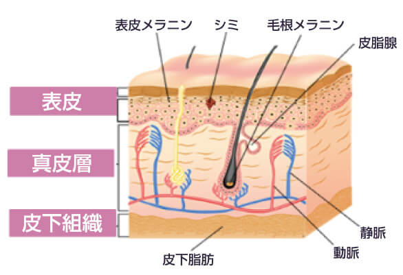 お肌は、深部からつくられる