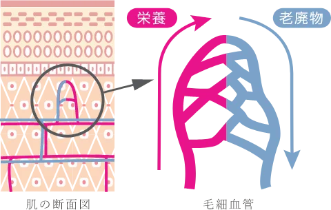 肌育メソッドイメージ1